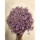 STAR FLOWERS Lavender 12"